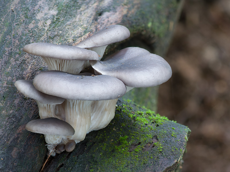 Pleurotus ostraetus